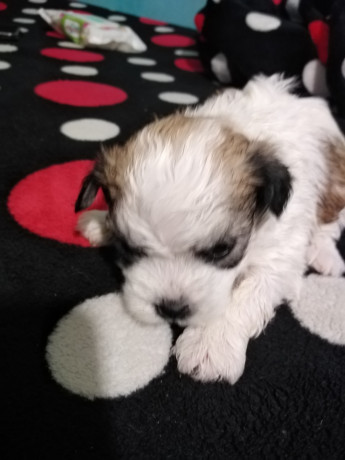 bichon-maltez-big-0