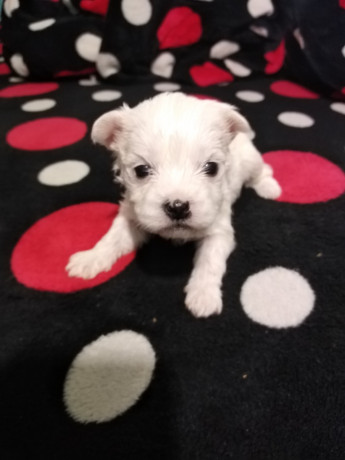bichon-maltez-big-2