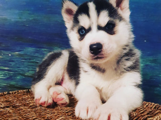 husky-siberian