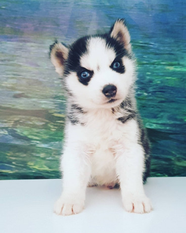 husky-siberian-big-1