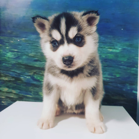 husky-siberian-big-4