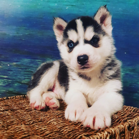 husky-siberian-big-0