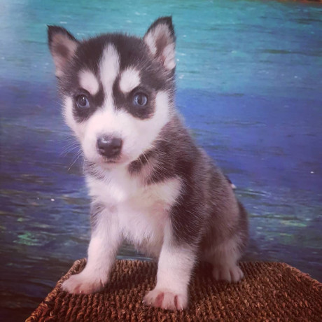 husky-siberian-big-2