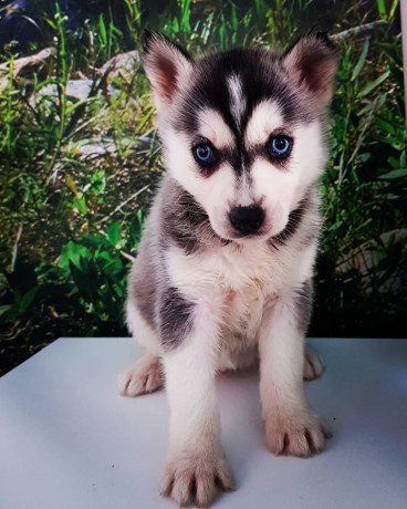 husky-siberian-big-3