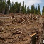 servicii-defrisare-toaletare-si-curatare-small-0