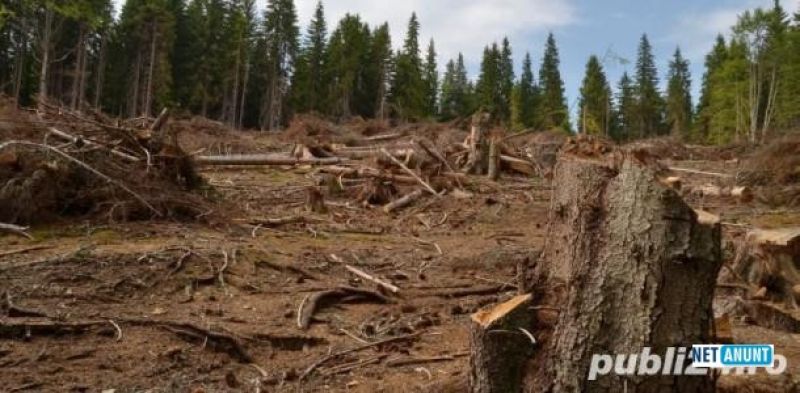 servicii-defrisare-toaletare-si-curatare-big-0