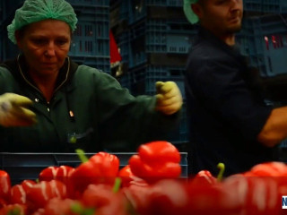 depozite-fructe-germania
