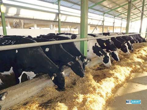 ferma-animale-germania-big-0