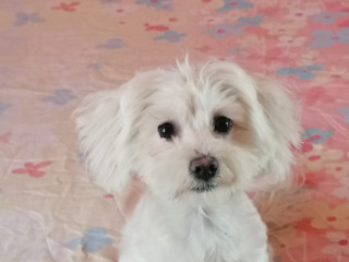 bichon-mini-toy