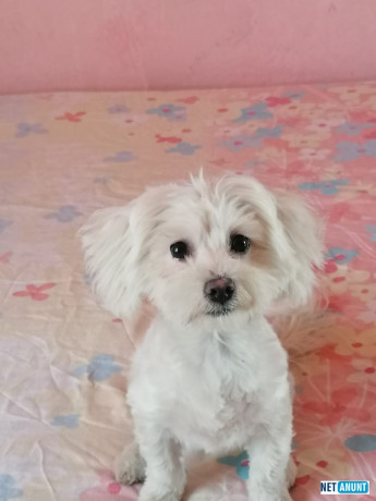 bichon-mini-toy-big-0