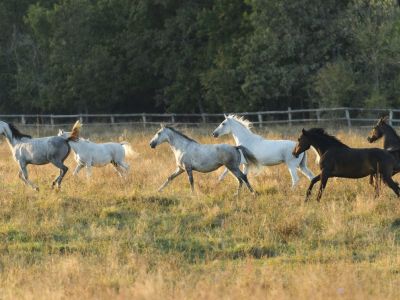 ferma-de-cai-germania-ultimele-locuri