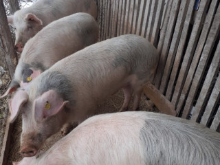 porci-de-80-100-kg