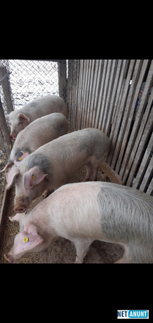 porci-de-80-100-kg-big-0