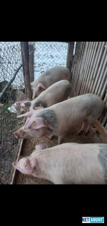 porci-de-80-100-kg-big-1