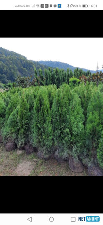 vand-piatra-si-montez-gratare-cascade-plante-ornamentale-amenajam-spati-big-1