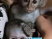 adorabile-maimute-capucine-imblanzite