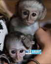 femela-maimuta-capucina-spre-adoptie-big-0