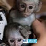 femela-maimuta-capucina-spre-adoptie-small-0