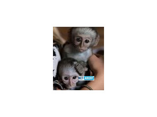 Maimuțe Capucine drăguțe și joviale pentru adopție