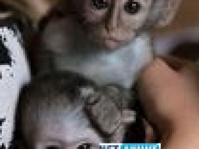 maimuta-capuchin-pentru-adoptie-prietena-pentru-copii