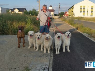 dresor-dresaj-caini-timisoara