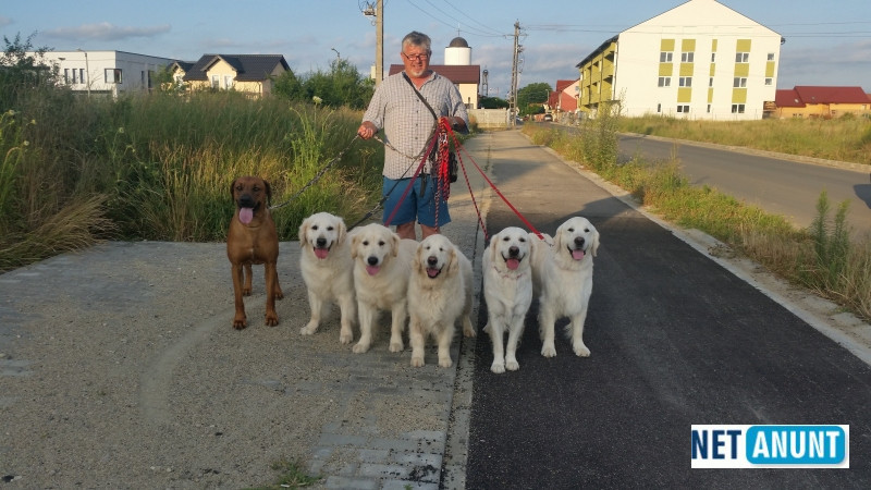 dresor-dresaj-caini-timisoara