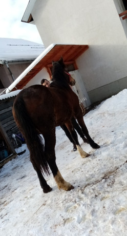 manza-de-vanzare-big-1