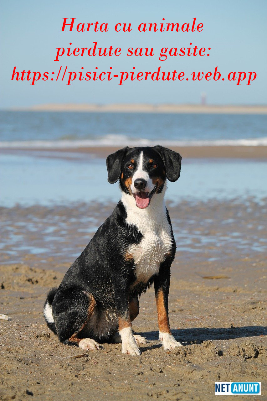 harta-nationala-cu-pisici-pierdute-sau-caini-gasiti-sau-pierduti