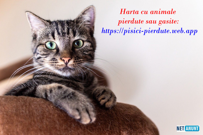 harta-nationala-cu-pisici-pierdute-sau-caini-gasiti-sau-pierduti-big-3