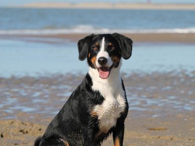 harta-nationala-cu-pisici-pierdute-sau-caini-gasiti-sau-pierduti