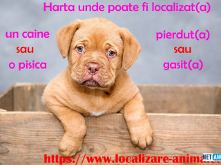 Localizeaza pisica pierduta sau un caine gasit pe harta nationala cu animale