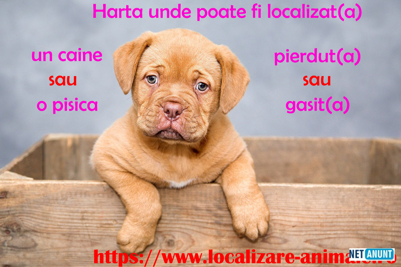 localizeaza-pisica-pierduta-sau-un-caine-gasit-pe-harta-nationala-cu-animale