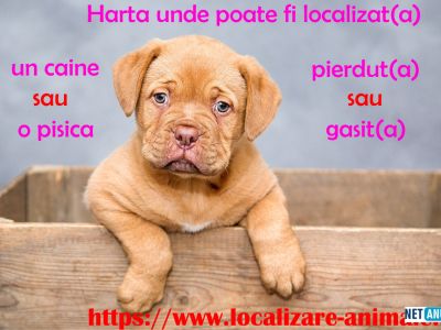 localizeaza-pisica-pierduta-sau-un-caine-gasit-pe-harta-nationala-cu-animale