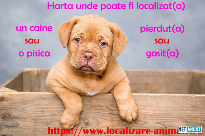 localizeaza-pisica-pierduta-sau-un-caine-gasit-pe-harta-nationala-cu-animale-big-0