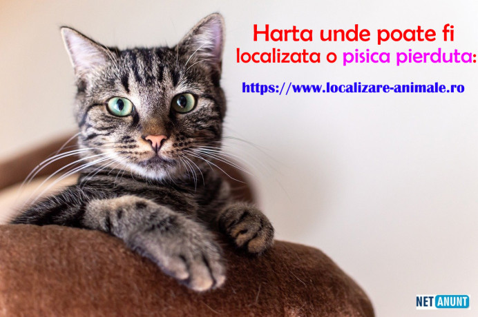 localizeaza-pisica-pierduta-sau-un-caine-gasit-pe-harta-nationala-cu-animale-big-3