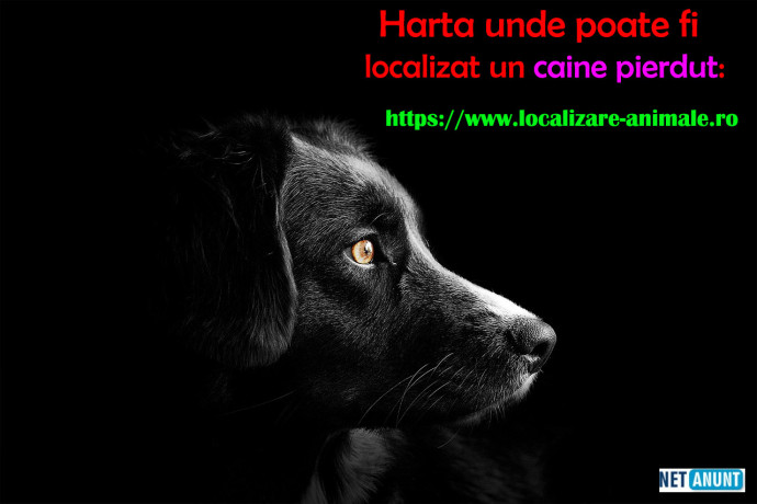 localizeaza-pisica-pierduta-sau-un-caine-gasit-pe-harta-nationala-cu-animale-big-1