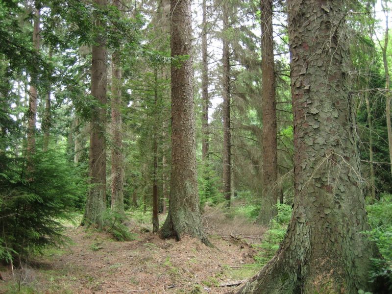 vand-padure-bacau-270-ha-teren-padure-big-0