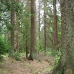 vand-padure-bacau-270-ha-teren-padure-small-0