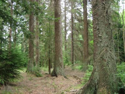 vand-padure-bacau-270-ha-teren-padure