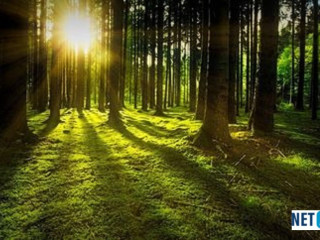 vand-padure-bacau-270-ha-teren-padure