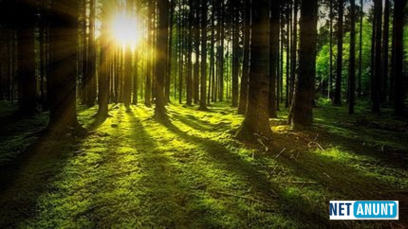 vand-padure-bacau-270-ha-teren-padure-big-0