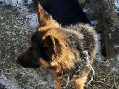 vand-ciobanesc-german-femela