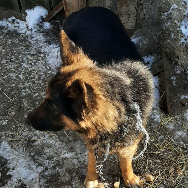 vand-ciobanesc-german-femela-big-0