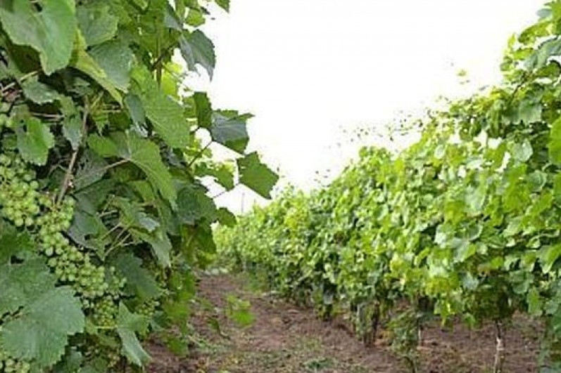 licitatie-plantatie-vita-de-vie