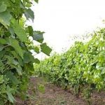 licitatie-plantatie-vita-de-vie-small-0