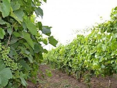 licitatie-plantatie-vita-de-vie