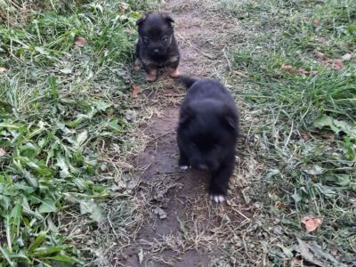 vand-pui-ciobanesc-german