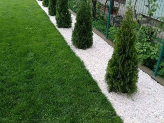 plante-ornamentale