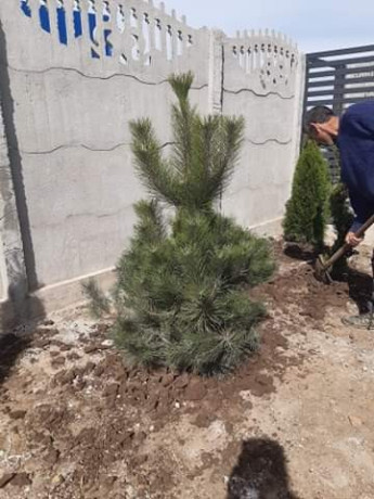 plante-ornamentale-big-2