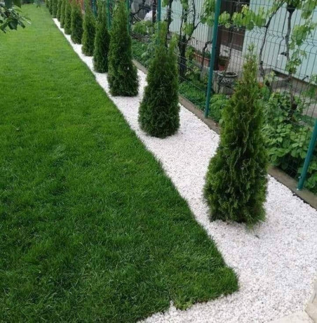plante-ornamentale-big-0